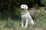 GOLDEN RETRIEVER 754